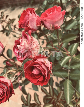 A red rose A red rose 127020819