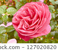 A red rose 127020820