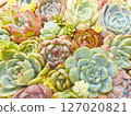 Echeveria elegans (succulent plant) stock photo 127020821