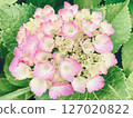 Hydrangea flower 127020822