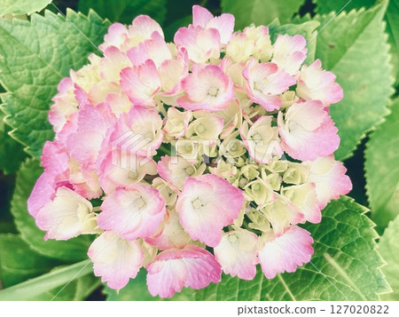 Hydrangea flower 127020822