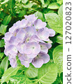 A close-up photo of pale purple hydrangea 127020823