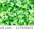 Ivy covered wall 127020825