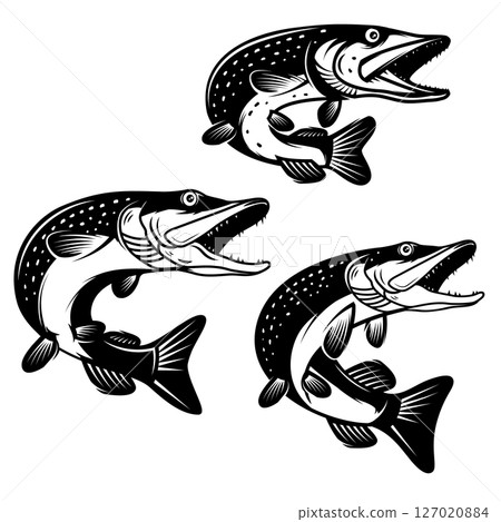 Illustration of pike fish in monochrome style. Pike fish isolated on white background Illustration of pike fish in monochrome style. Pike fish isolated on white background 127020884