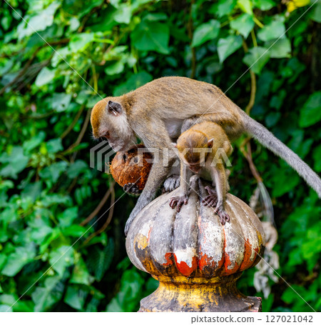 Gombak, Selangor Malaysia: April 18 2025: Batu Caves and the Murugan statue (The Hindu god of war ) also known as Kartikeya , Skanda, Subrahmanya and Shanmukha. Gombak, Selangor Malaysia: April 18 2025: Batu Caves and the Murugan statue (The Hindu god of war ) also known as Kartikeya , Skanda, Subrahmanya and Shanmukha. 127021042