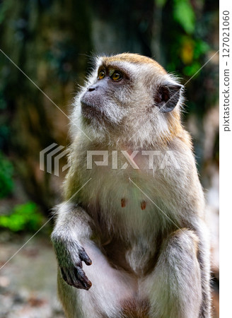 Gombak, Selangor Malaysia: April 18 2025: Batu Caves and the Murugan statue (The Hindu god of war ) also known as Kartikeya , Skanda, Subrahmanya and Shanmukha. Gombak, Selangor Malaysia: April 18 2025: Batu Caves and the Murugan statue (The Hindu god of war ) also known as Kartikeya , Skanda, Subrahmanya and Shanmukha. 127021060