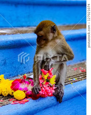 Gombak, Selangor Malaysia: April 18 2025: Batu Caves and the Murugan statue (The Hindu god of war ) also known as Kartikeya , Skanda, Subrahmanya and Shanmukha. Gombak, Selangor Malaysia: April 18 2025: Batu Caves and the Murugan statue (The Hindu god of war ) also known as Kartikeya , Skanda, Subrahmanya and Shanmukha. 127021074