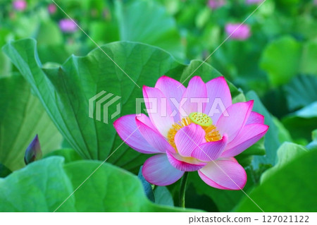 Lotus flower (Usuishi Buddha Park) Lotus flower (Usuishi Buddha Park) 127021122