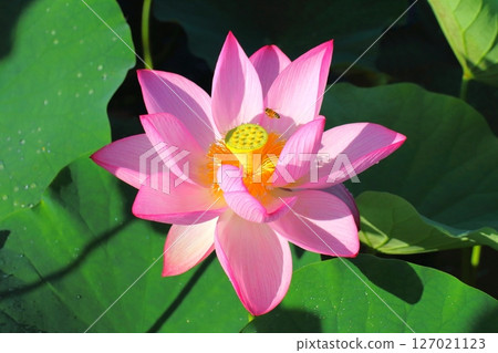 蓮花（Usuishi Buddha Park） 127021123