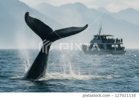 Humpback Whale Raising Tail Near Whale Watching Boat Humpback Whale Raising Tail Near Whale Watching Boat 127021138