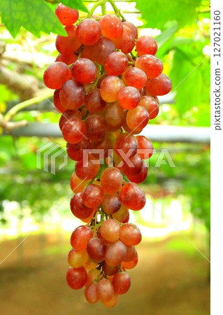 Grapes (Red 3 shaku) 127021160