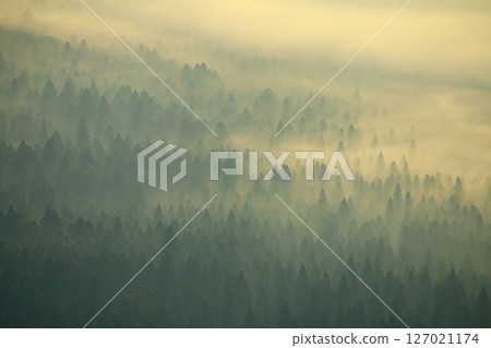 Morning mist flowing through the forest (Aso Sea of Clouds, Aso City) Morning mist flowing through the forest (Aso Sea of Clouds, Aso City) 127021174