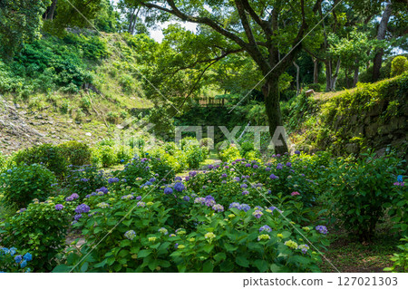 和歌山城鶴門遺址的繡球花盛開的景色。 和歌山城鶴門遺址的繡球花盛開的景色。 127021303