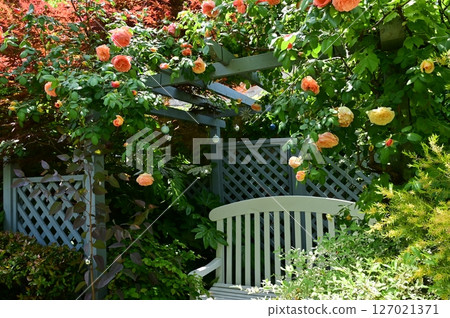 Rose garden and relaxation space Rose garden and relaxation space 127021371