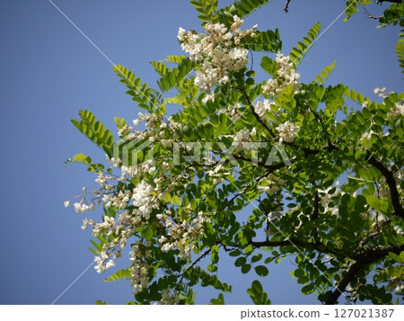刺槐花與藍天 127021387