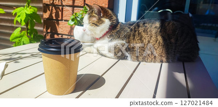 Disposable paper cup with coffee on a table in a cafe against the background of a sitting cat. Concept of a cat cafe, pet friendly cafe 127021484