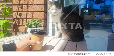 Disposable paper cup with coffee on a table in a cafe against the background of a sitting cat. Concept of a cat cafe, pet friendly cafe Disposable paper cup with coffee on a table in a cafe against the background of a sitting cat. Concept of a cat cafe, pet friendly cafe 127021486