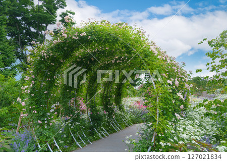 Rose arch tunnel (Ayase Rose Garden, Koryo Park, Ayase City, Kanagawa Prefecture) 127021834