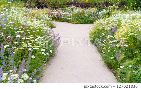 A garden promenade where various plants and flowers bloom in abundance (Ayase Rose Garden, Koryo Park, Ayase City, Kanagawa Prefecture) 127021836