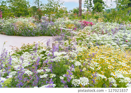 A garden promenade where various plants and flowers bloom in abundance (Ayase Rose Garden, Koryo Park, Ayase City, Kanagawa Prefecture) 127021837