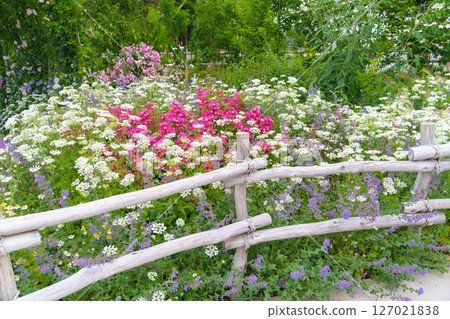 A garden filled with a variety of plants and flowers (Ayase Rose Garden, Koryo Park, Ayase City, Kanagawa Prefecture) 127021838