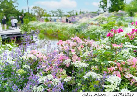A garden filled with a variety of plants and flowers (Ayase Rose Garden, Koryo Park, Ayase City, Kanagawa Prefecture) 127021839