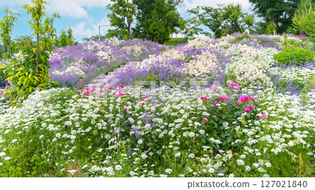 種滿各種植物和花卉的花園（神奈川縣綾瀨市廣陵公園綾瀨玫瑰園） 127021840