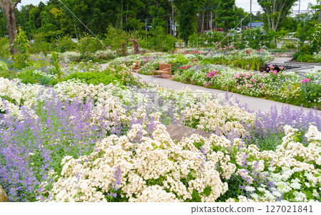 A garden filled with a variety of plants and flowers (Ayase Rose Garden, Koryo Park, Ayase City, Kanagawa Prefecture) A garden filled with a variety of plants and flowers (Ayase Rose Garden, Koryo Park, Ayase City, Kanagawa Prefecture) 127021841