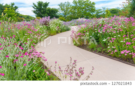 各種植物及花卉競相綻放的庭園長廊(神奈川縣綾瀨市廣陵公園綾瀨玫瑰園) 各種植物及花卉競相綻放的庭園長廊(神奈川縣綾瀨市廣陵公園綾瀨玫瑰園) 127021843