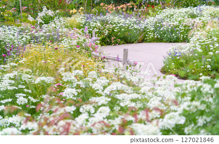A garden promenade where various plants and flowers bloom in abundance (Ayase Rose Garden, Koryo Park, Ayase City, Kanagawa Prefecture) 127021846