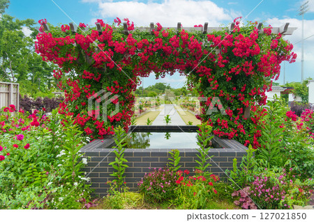 A garden with a pergola filled with blooming red roses and a water basin (Ayase Rose Garden, Koryo Park, Ayase City, Kanagawa Prefecture) 127021850