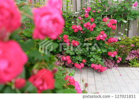 粉紅玫瑰與木籬笆的花園(神奈川縣綾瀨市高野公園綾瀨玫瑰園) 粉紅玫瑰與木籬笆的花園(神奈川縣綾瀨市高野公園綾瀨玫瑰園) 127021851