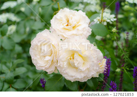 花園裡盛開著美麗的白玫瑰 花園裡盛開著美麗的白玫瑰 127021853