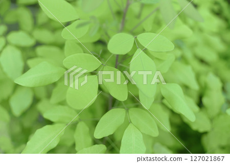 一種有綠色圓葉的灌木(越橘屬) 一種有綠色圓葉的灌木(越橘屬) 127021867