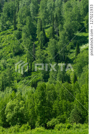 Lush Green Forest on Hillside, Rich with Diverse Trees and Foliage. Natural Beauty, Ecology and Environmental Concepts. Lush Green Forest on Hillside, Rich with Diverse Trees and Foliage. Natural Beauty, Ecology and Environmental Concepts. 127021933