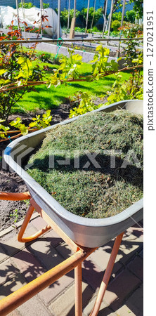 A metallic garden wheelbarrow loaded with mown grass against the backdrop of a well-kept garden. Gardening concept, gardening work, eco-friendly gardening 127021951