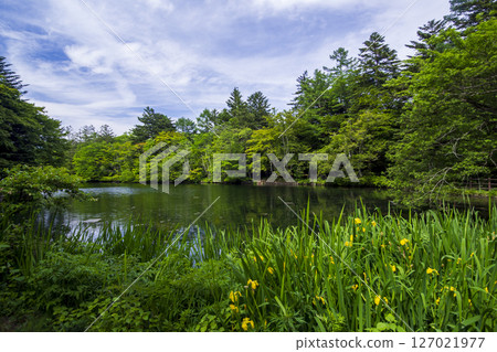 The beautiful greenery of Kumoba Pond in Karuizawa, Nagano Prefecture in early summer The beautiful greenery of Kumoba Pond in Karuizawa, Nagano Prefecture in early summer 127021977