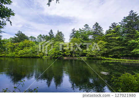 The beautiful greenery of Kumoba Pond in Karuizawa, Nagano Prefecture in early summer The beautiful greenery of Kumoba Pond in Karuizawa, Nagano Prefecture in early summer 127021980