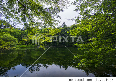 初夏長野縣輕井澤市雲場池的綠色美景 初夏長野縣輕井澤市雲場池的綠色美景 127021987