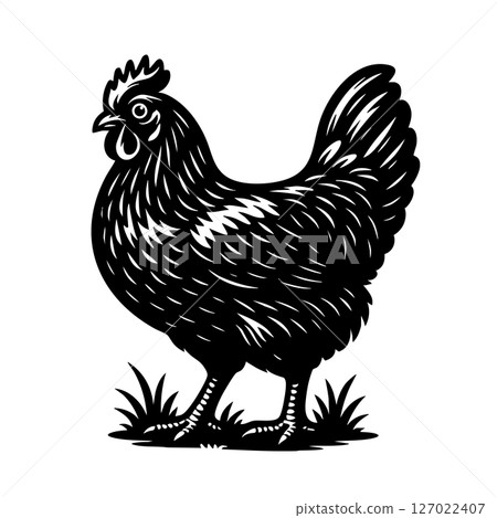 Detailed black and white vector of a Rhode Island Red chicken standing on grass, perfect for farm branding, logos, prints, and agricultural designs. 127022407