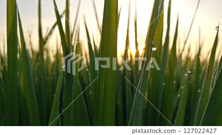 Golden Sunrise Through Rice Leaves.  127022427