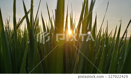 Serene Rice Field Morning Glow.  127022429