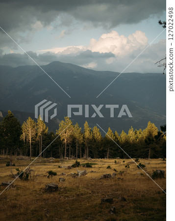 Moody alpine landscape with illuminated pines and heavy clouds over distant peaks 127022498