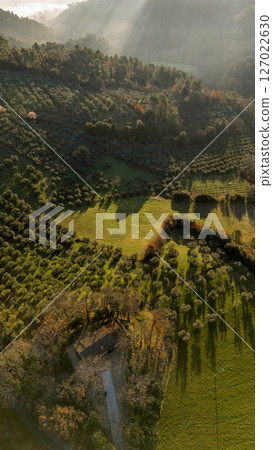 Umbrian Hills with Olive Groves at Sunrise Umbrian Hills with Olive Groves at Sunrise 127022630