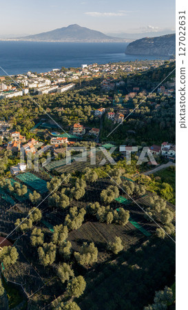 Coastal Hills and Lemon Terraces near Sorrento Coastal Hills and Lemon Terraces near Sorrento 127022631