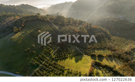 Golden Light over Umbrian Olive Hills 127022636