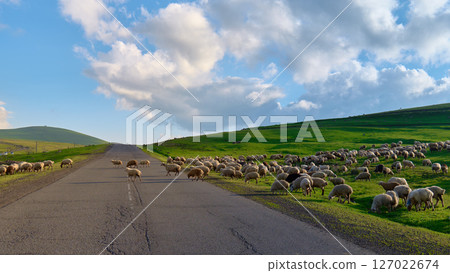 Sheep are grazing peacefully along a green roadside with blue skies. High quality photo 127022674