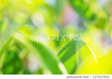 Natural plant green leaf in garden with bokeh background Natural plant green leaf in garden with bokeh background 127022920