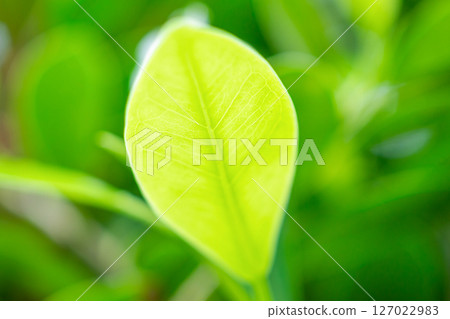 Natural plant green leaf in garden with bokeh background 127022983