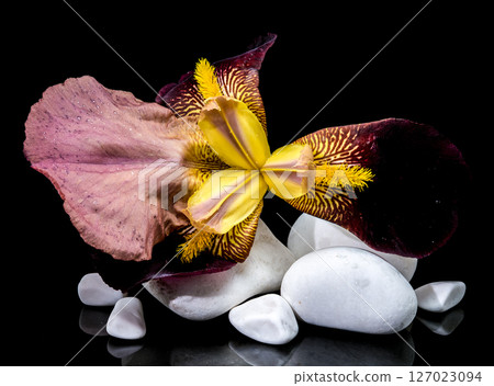 Striking Yellow and Purple Bearded Iris with White Stones on Black Striking Yellow and Purple Bearded Iris with White Stones on Black 127023094
